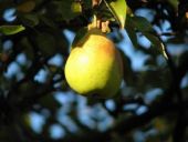 AGROTURYSTYKA W OGRODZIE 